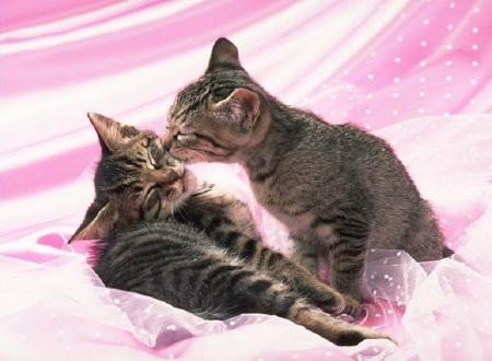 mimis tous les 2 !